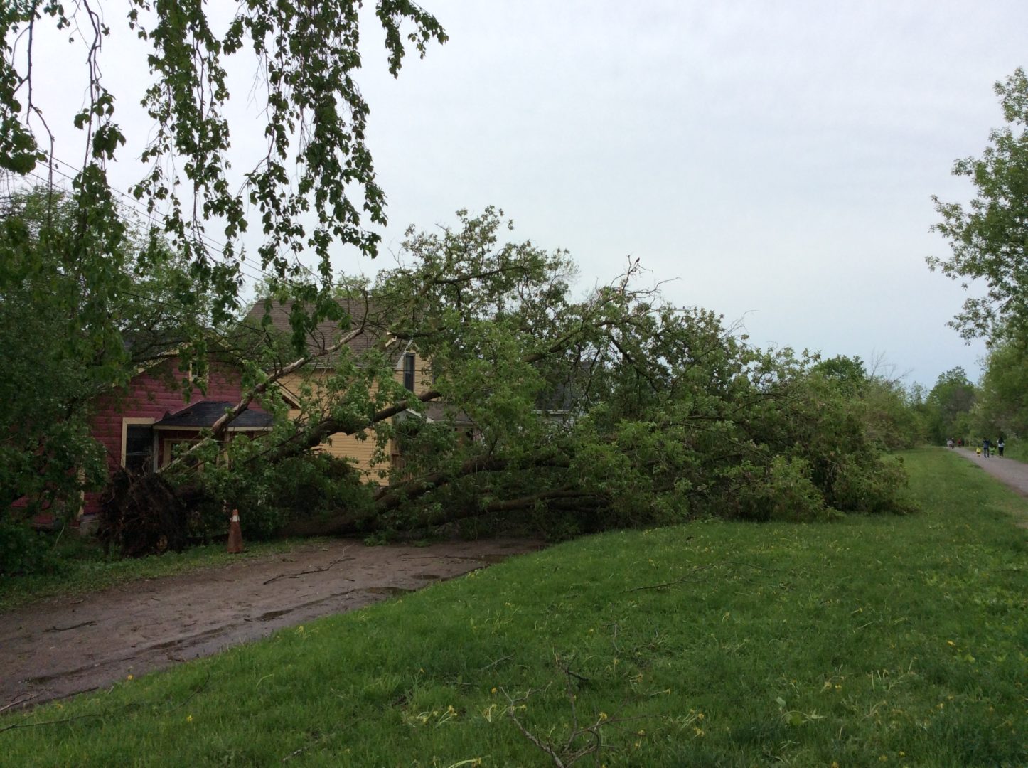 Long wait ahead for Peterborough residents needing arborists to clear