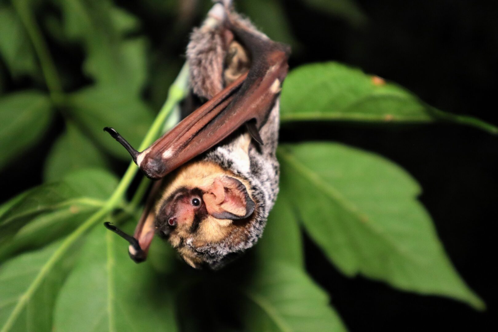 Bat populations are on a decline—this is why it matters Cottage Life