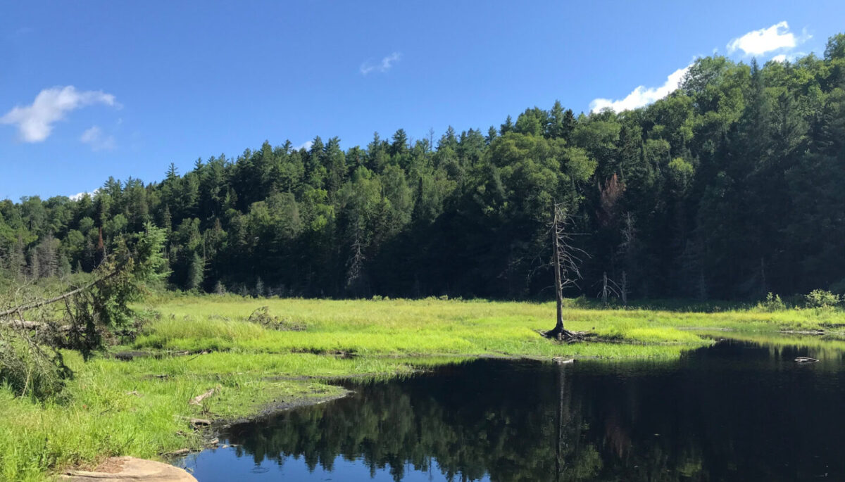 Photo of Haliburton forest on a bright and sunny day, marshy lake with blue waster and trees in the distance