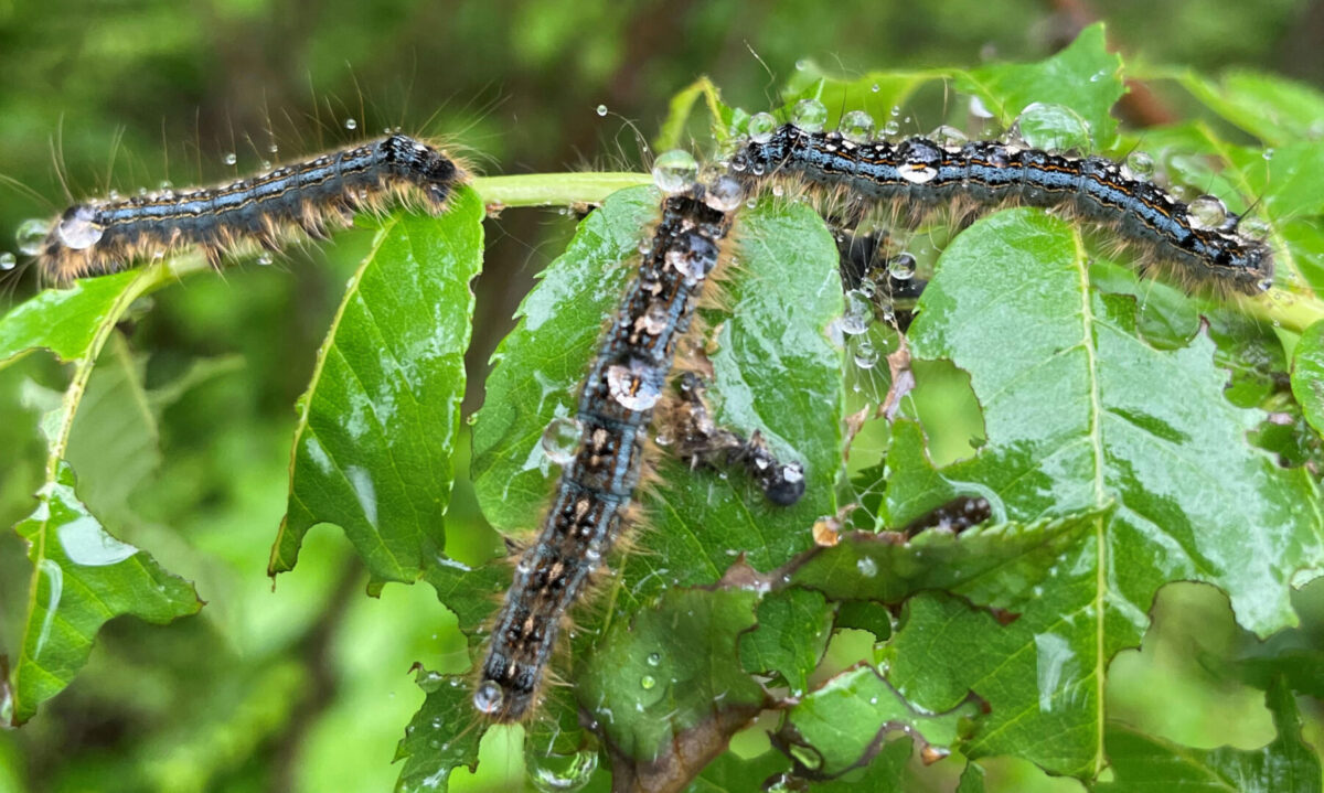 tent-caterpillars-severely-defoliating-forests-around-timmins-ont