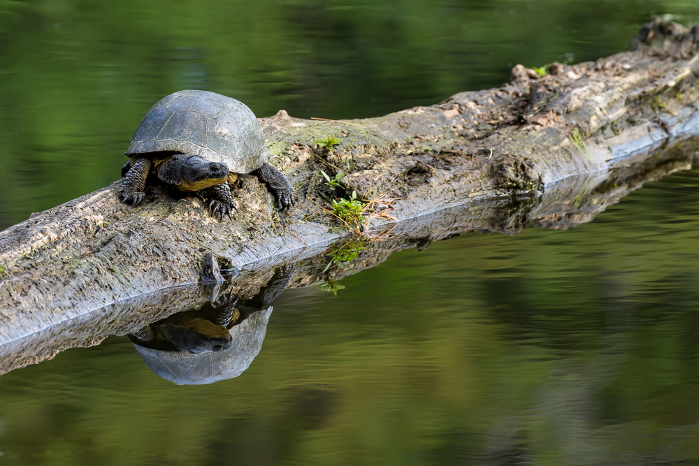 Threatened Species