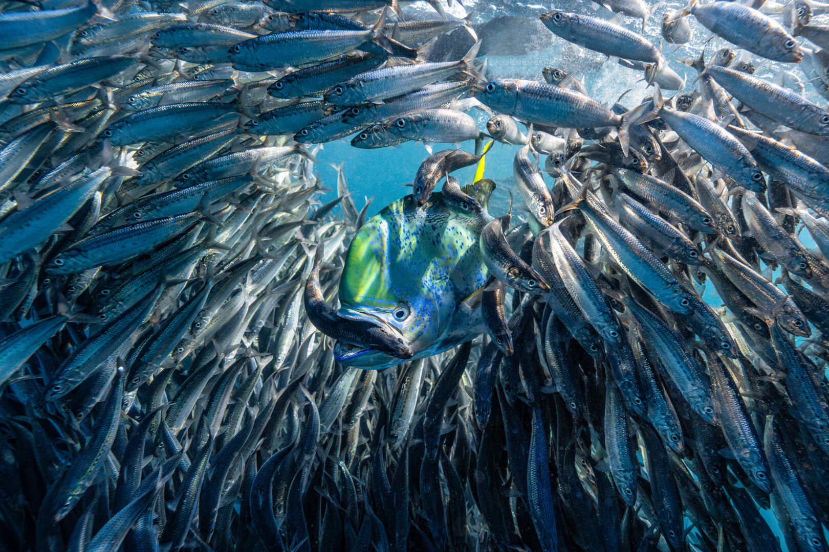 A mahi mahi fish holds a smaller silver fish in its mouth amidst a swarm of other silver fish.