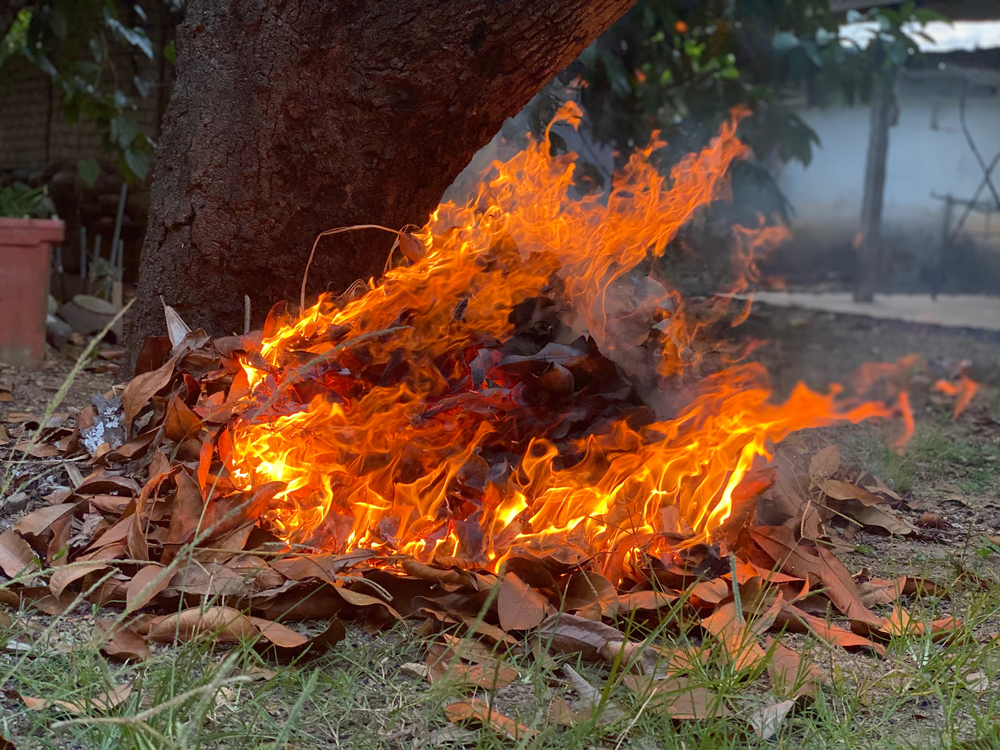 A pile of leaves burning in open-air on a property near a tree