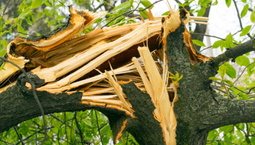 A broken tree trunk