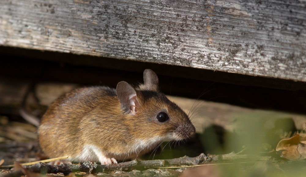 A photo of a mouse