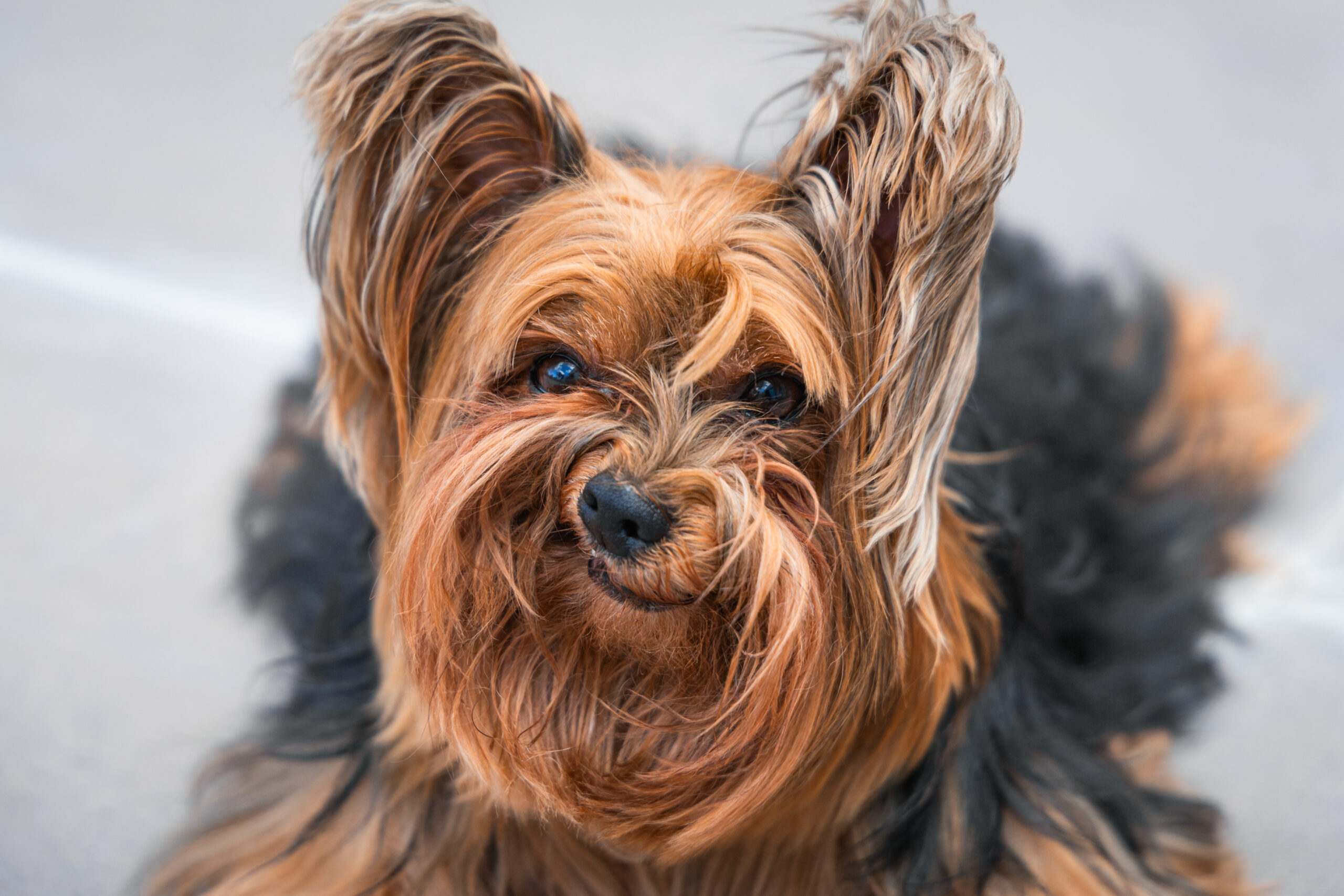 Dog making a grumpy face