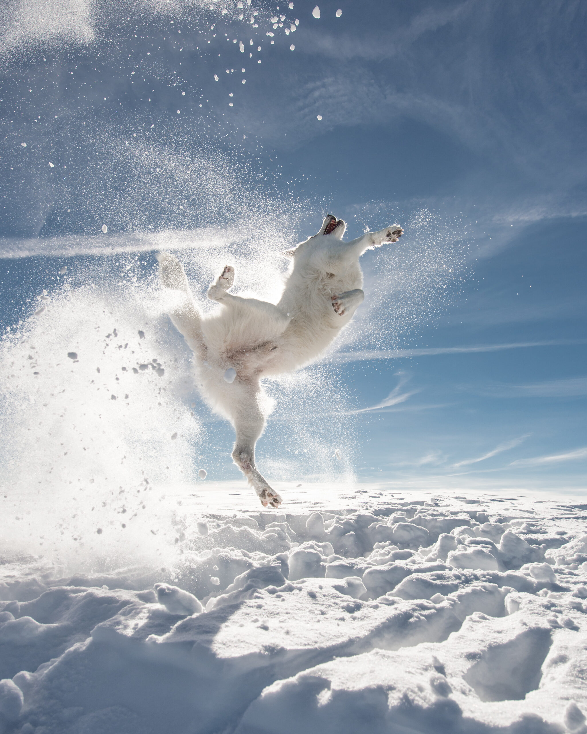 Dog jumping in the air surrounded by snow