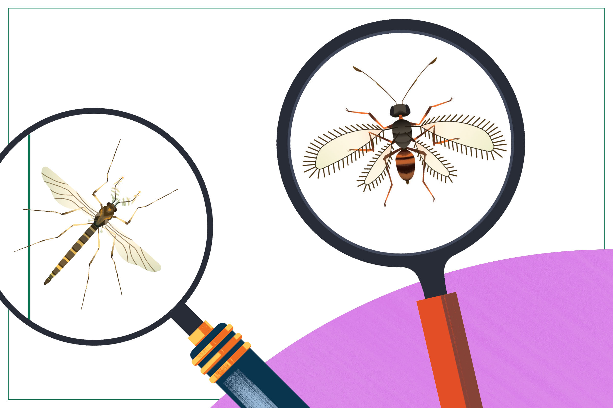 A midge and a fairy wasp (illustrated)