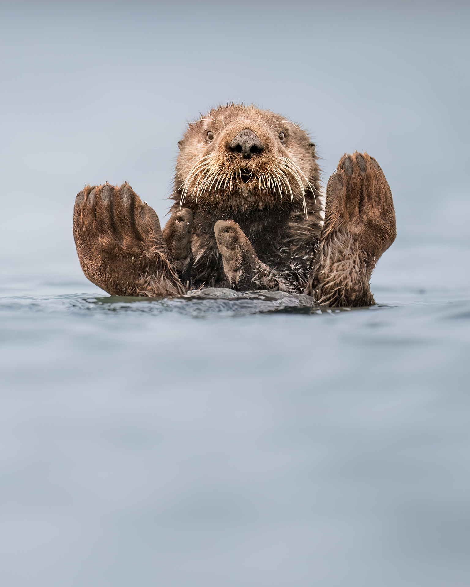 A sea otter balances on its back with its paws upraised