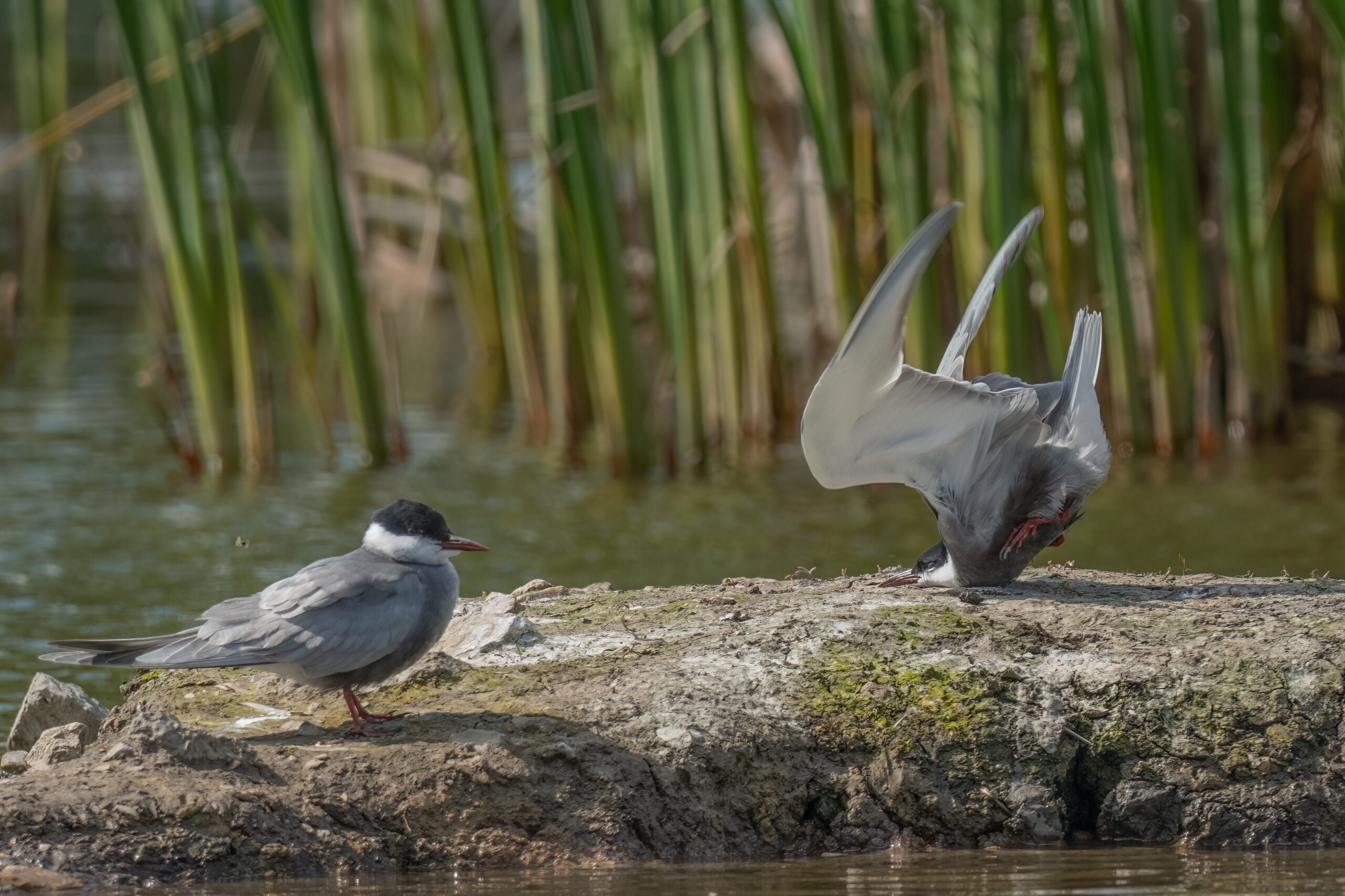 Whiskered tern head hit the rock when try to land