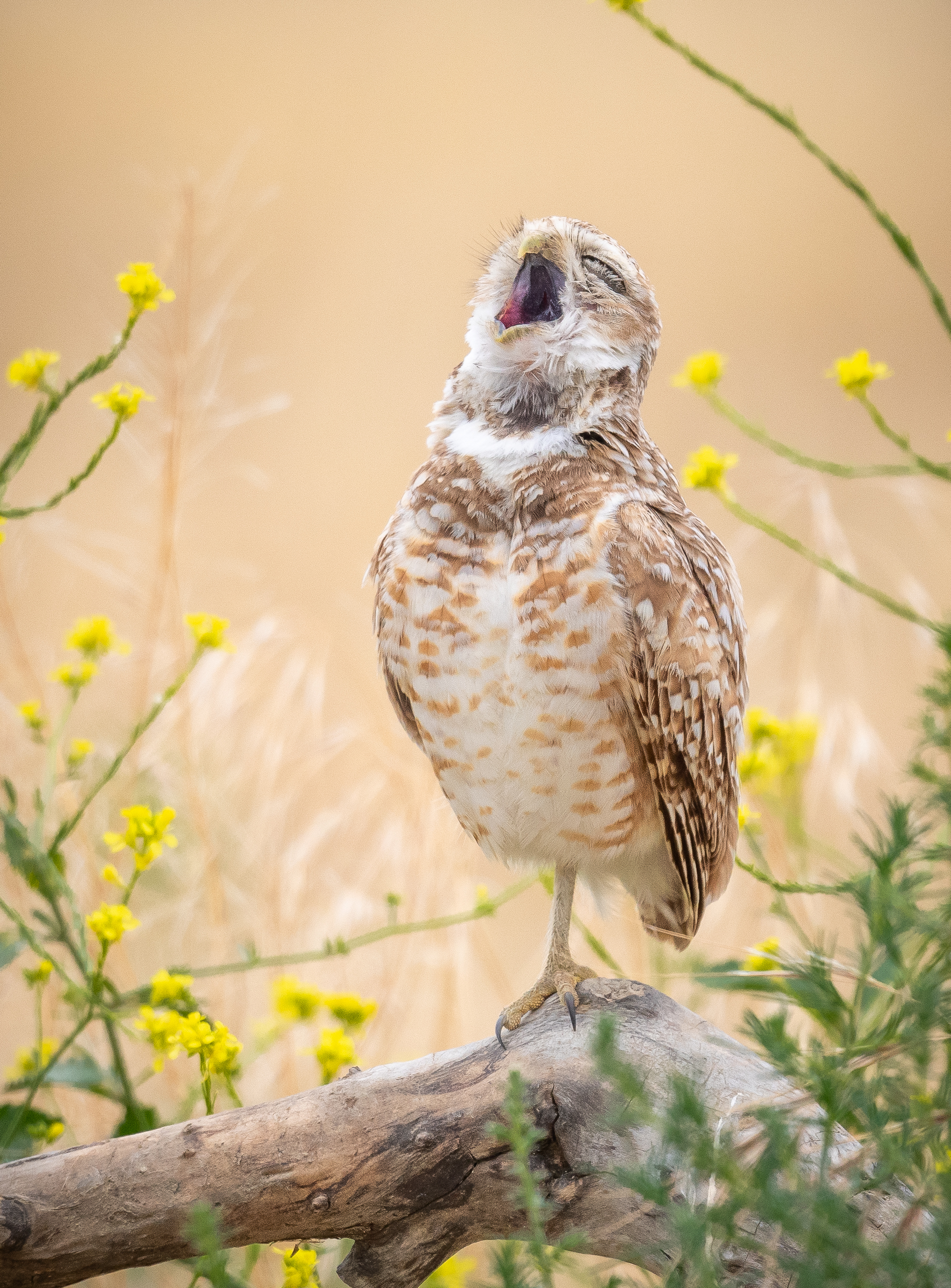 A little owl 'singing'