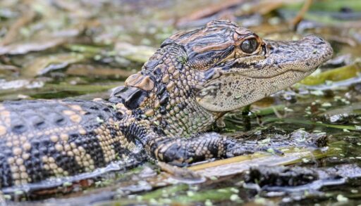 Reptiles