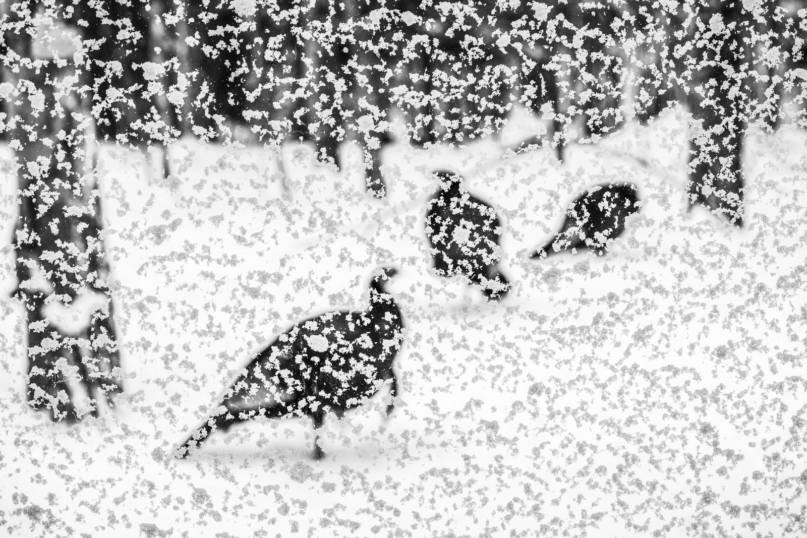 Three wild turkeys obscured by snow