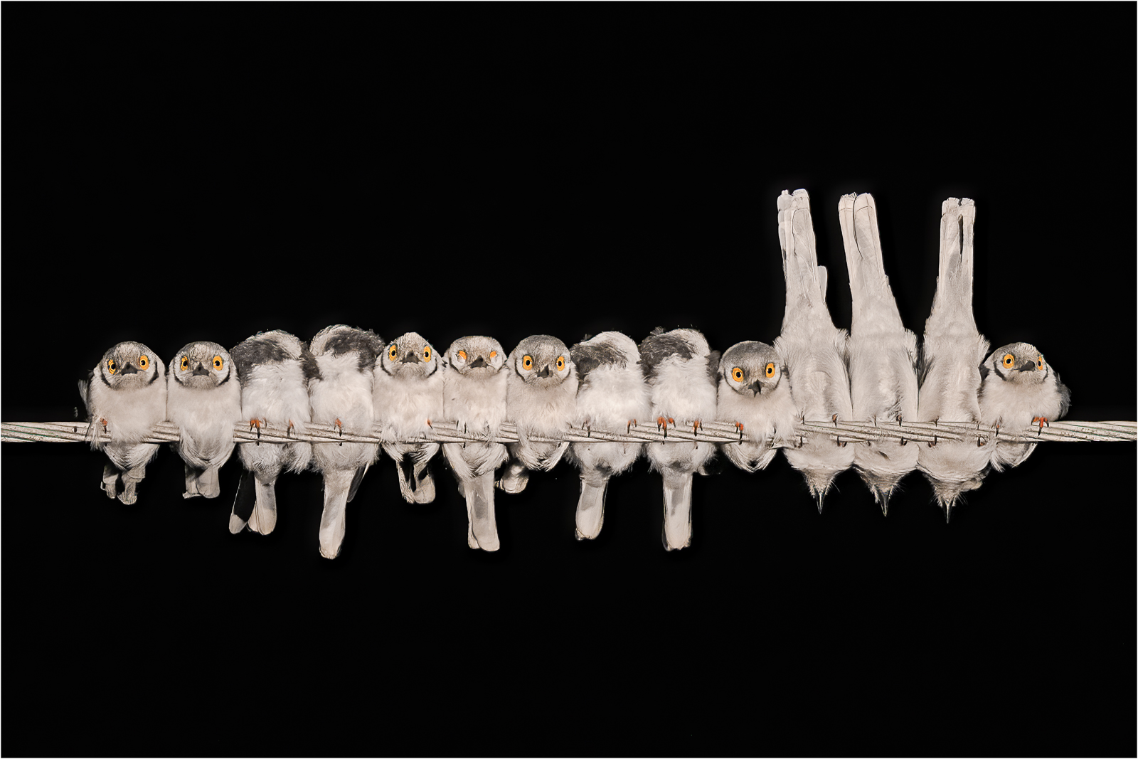 white-crested helmetshrikes on a line with a few upside down