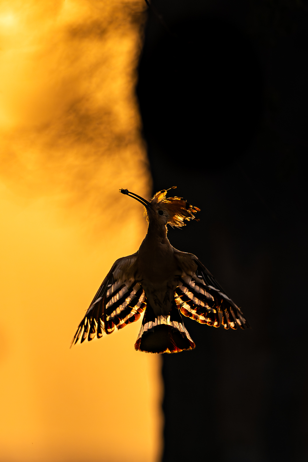 A eurasian hoopoe takes flight with its wings spread