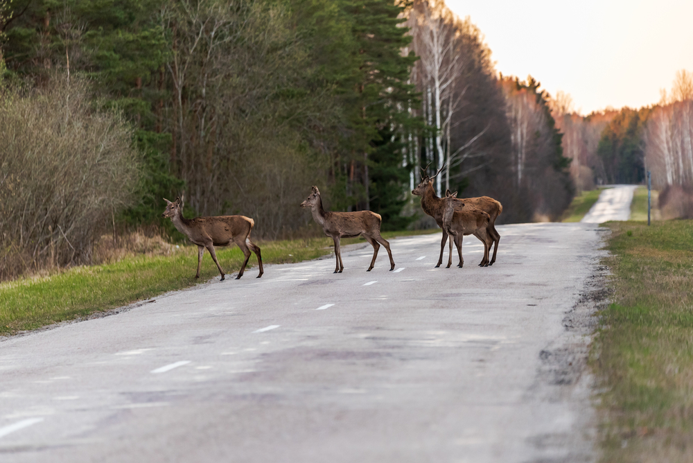 Wildlife Collisions