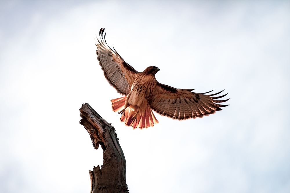 A shot of a red-tailed hawk in flight, taken from below