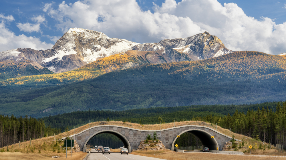 Alberta Highway
