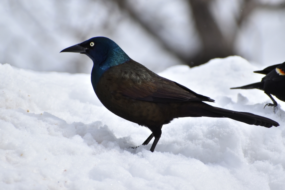 A black bird in the snow