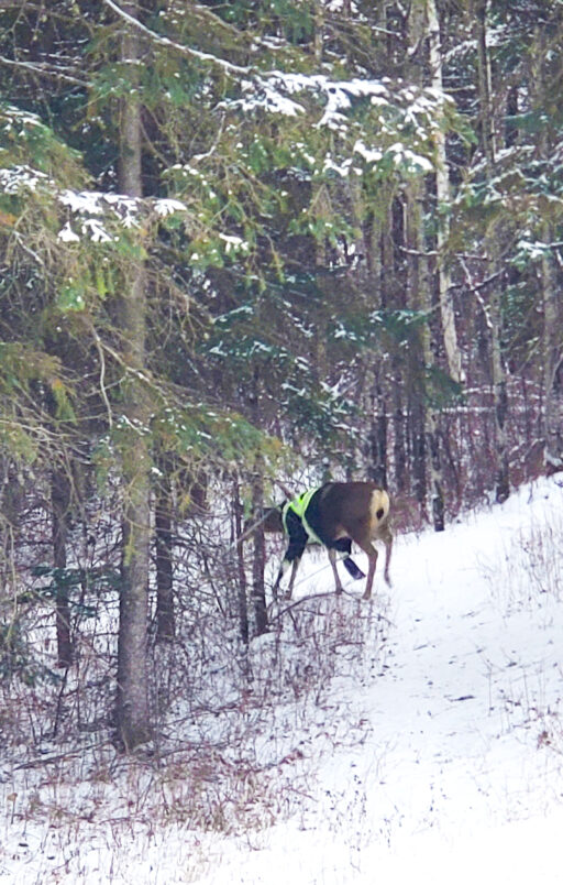 Deer walking in the woods wearing a hi-vis jacket