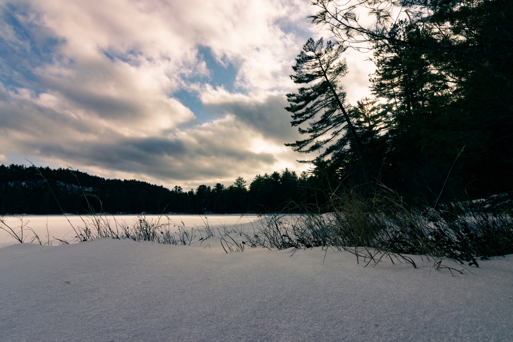 Jack pines leaning over a frozen lake