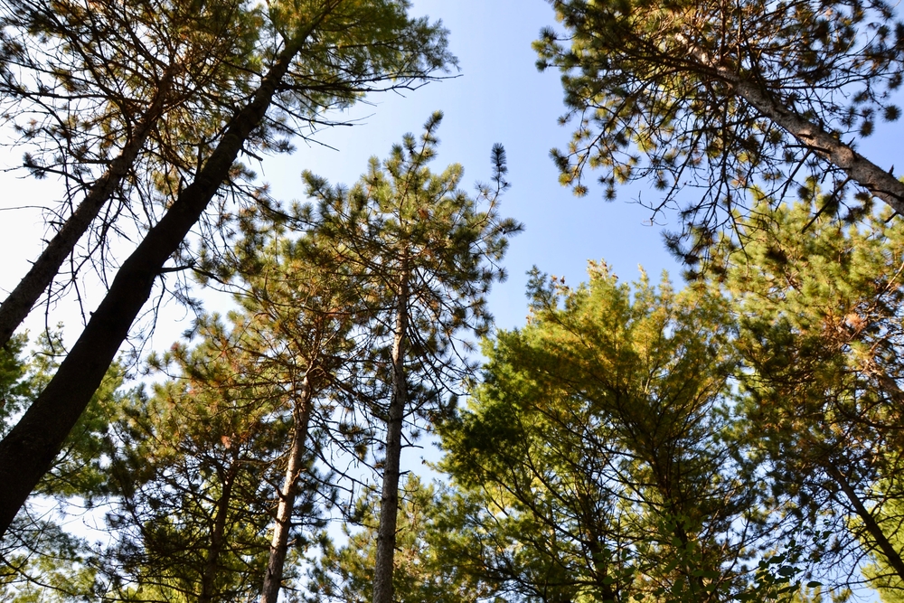 A stand of red pine trees, shot from below