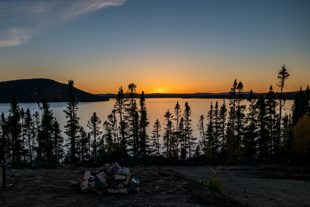 A stand of black spruce trees at sunset