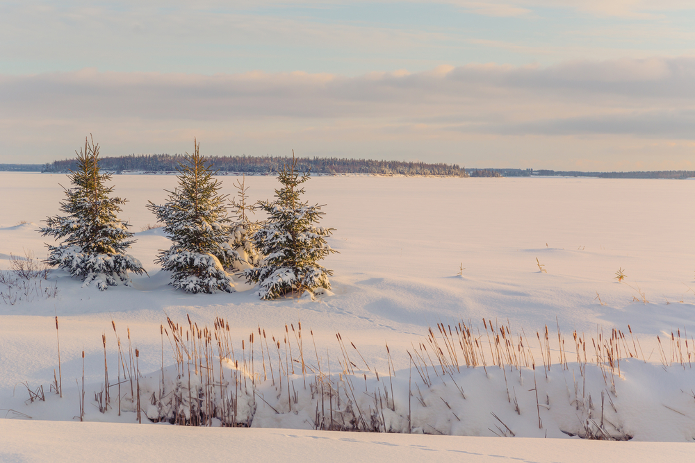 Three white spruce trees covered in snow, growing near the shoreline