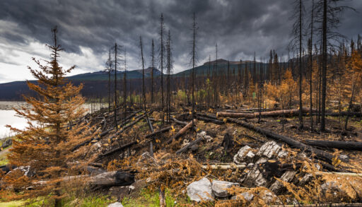 The aftermath of a forest fire in Jasper, Alberta