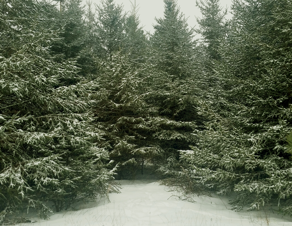 A group of balsam firs in winter