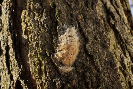 Insect Egg Mass