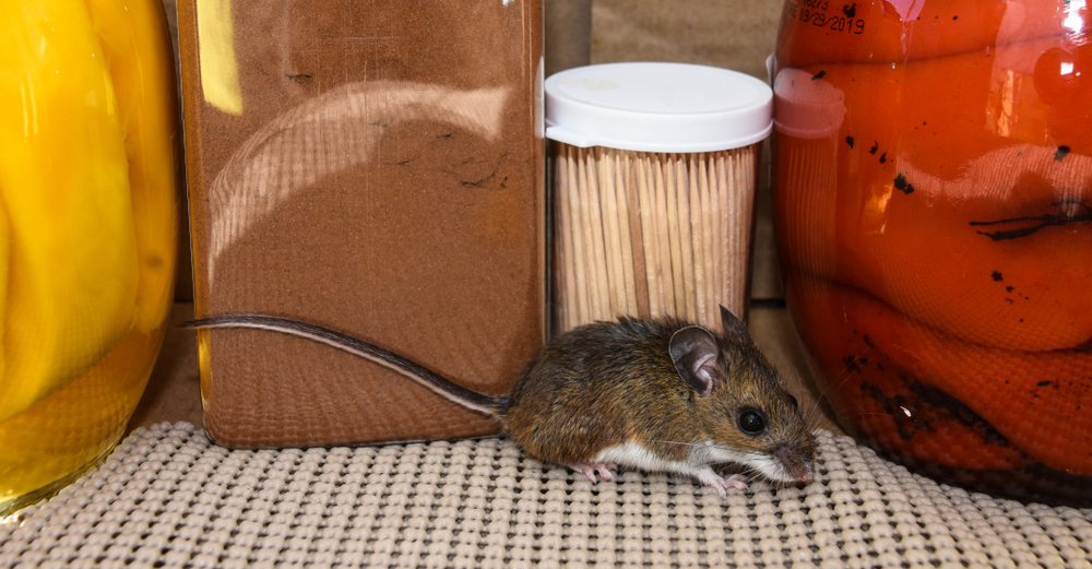 A mouse in a house pantry