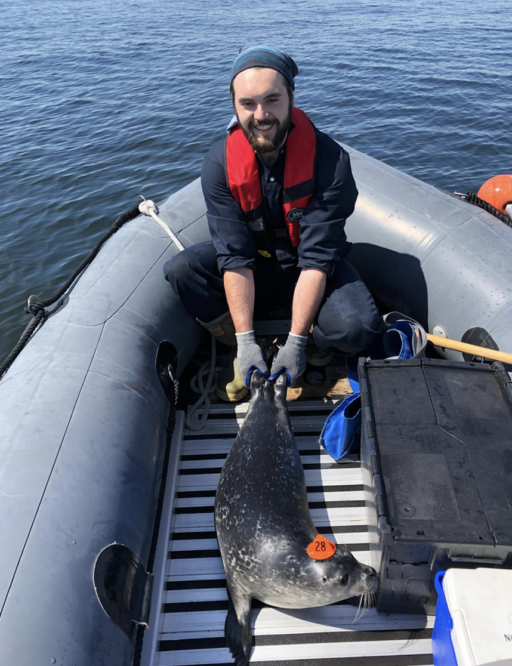 A harbour seal in a boat with scientific researchers wearing the proscribed little yellow hat 