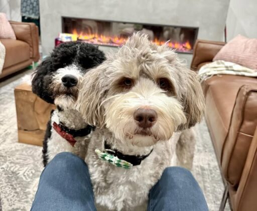 Lost Dog