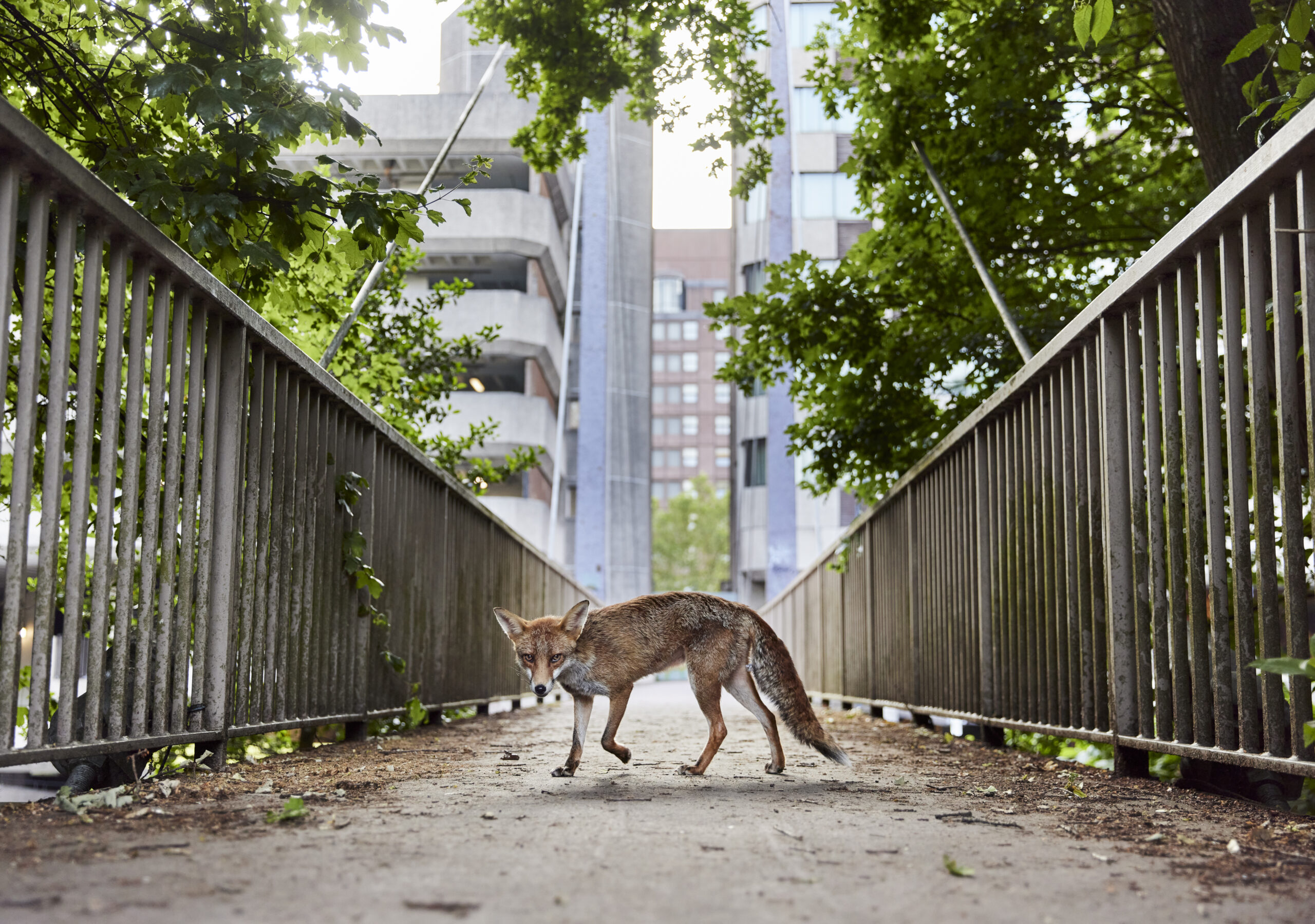 A fix stands in an pathway between two fences