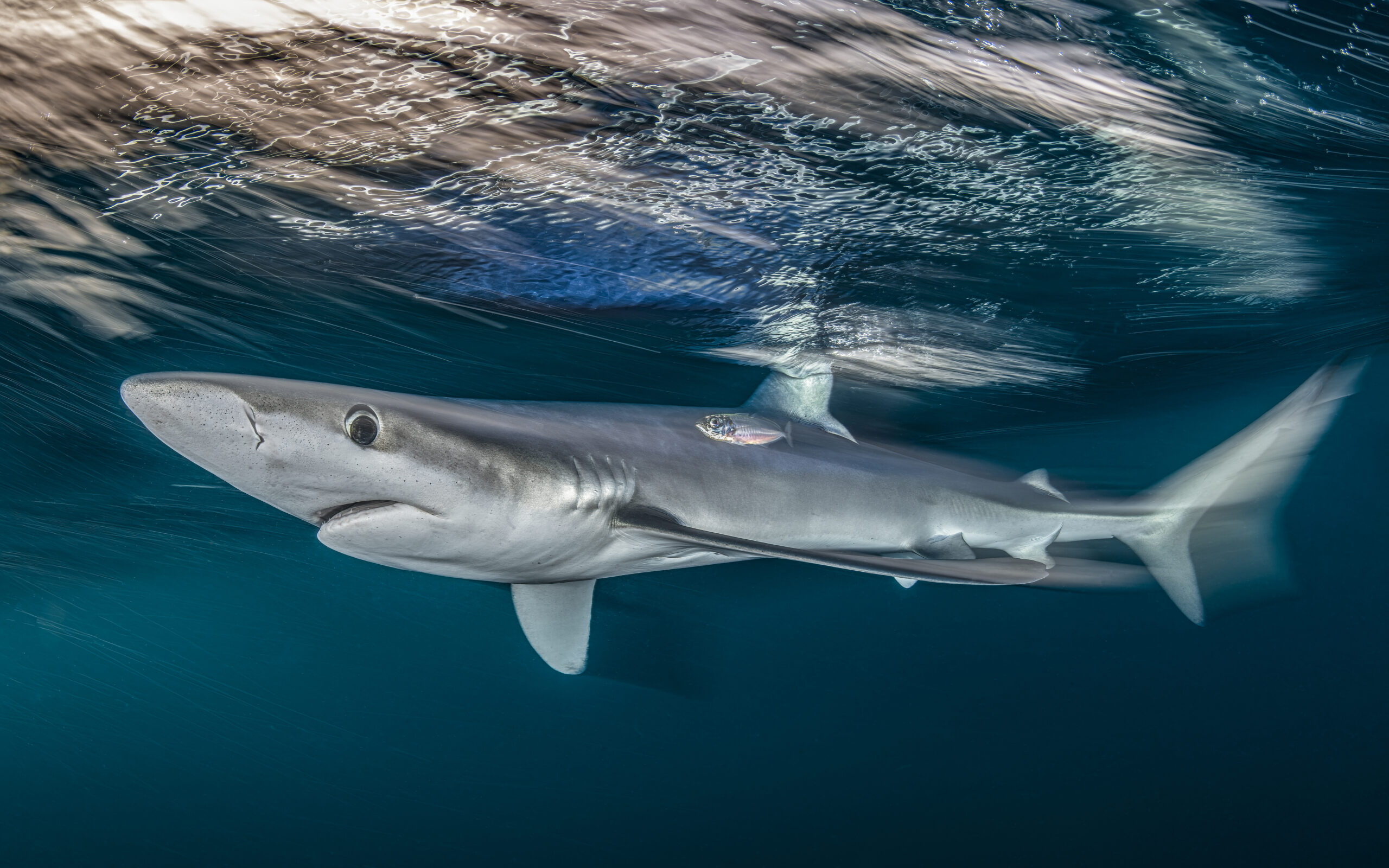 shark in the water