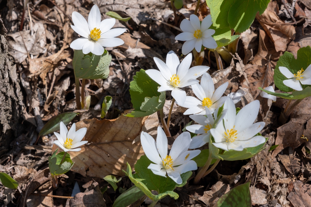 A patch of bloodroot in blume