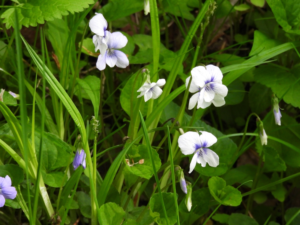 A patch of blooming sweet white violet