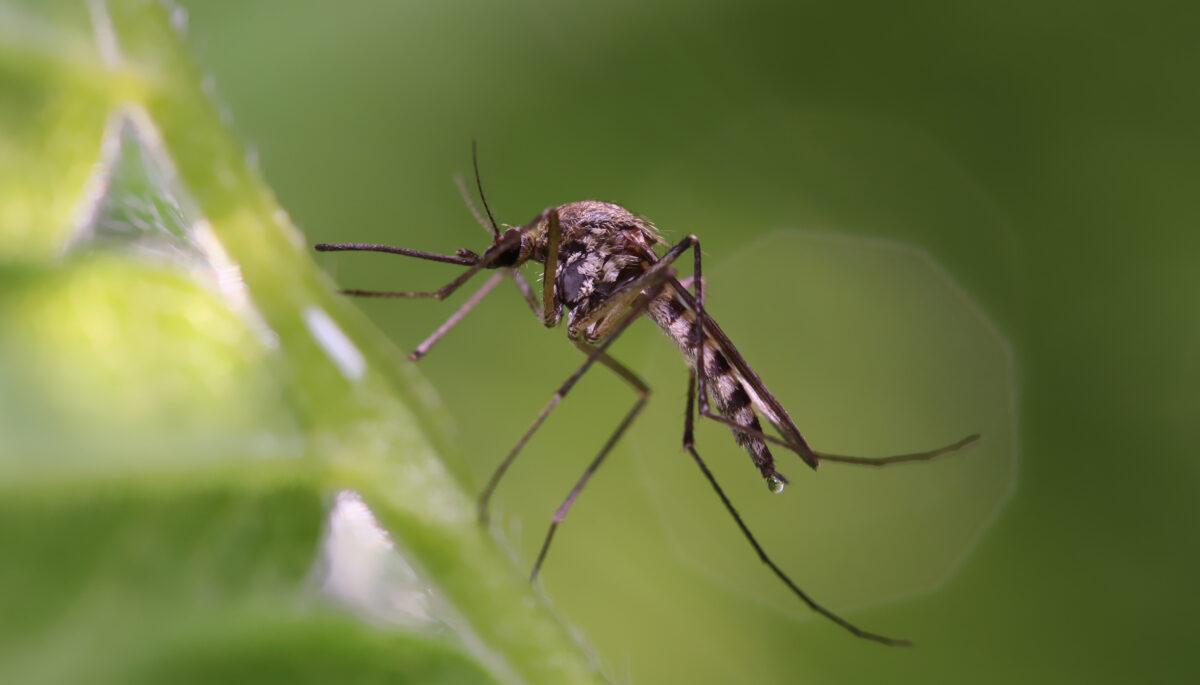 Mosquito resting on the grass. Male and female mosquitoes feed on nectar and plant juices, but many species of mosquitoes can suck the blood of animals.