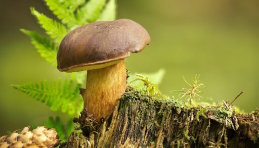 Growing Fungi