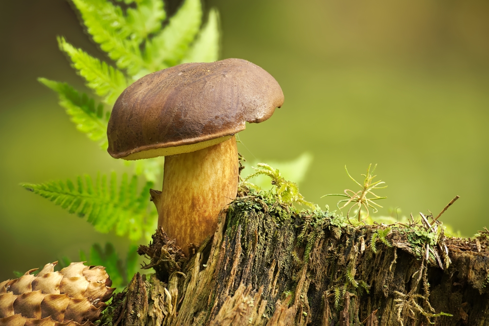 Growing Fungi