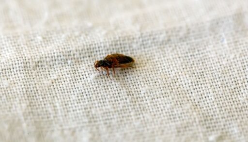 Insect