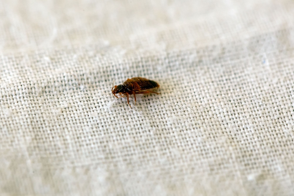 Insect
