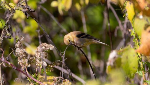 North American Bird
