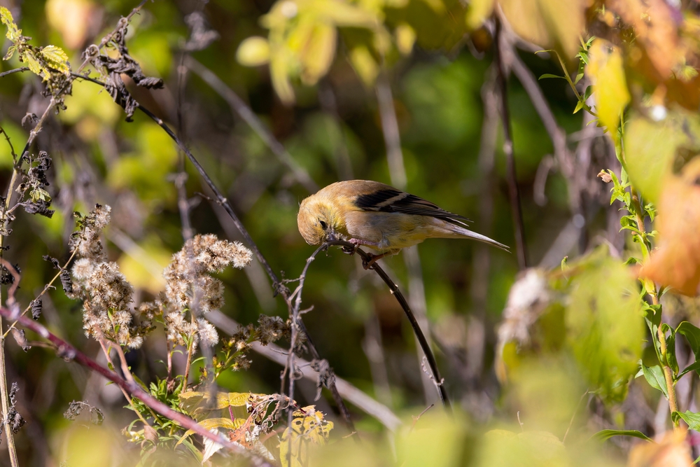 North American Bird