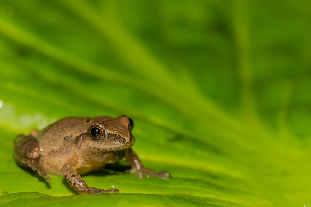 A spring peeper on a green leaf