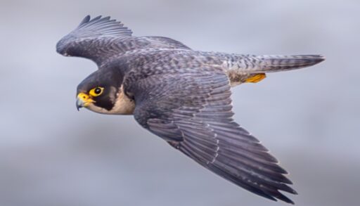Birds of Prey
