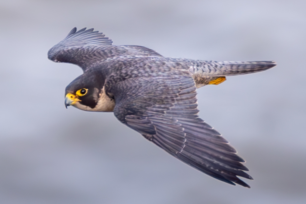 Birds of Prey