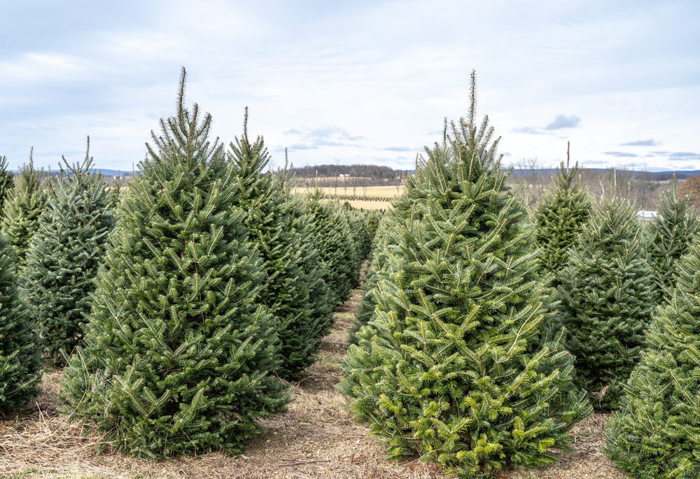 Rows of Trees