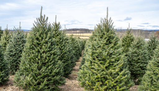 Rows of Trees